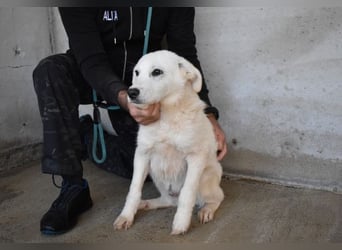 Ryther - Für diese traurige Geschicht...