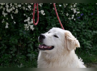 Garth - Kannst du machen, dass es nicht so lange dauert?