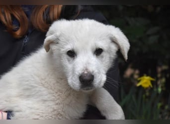 Hectorin - So kleine Herzen...