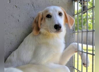 Briselda - Von Sinnen