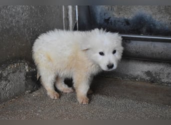 Clyro - SOS - Weiß jemand, was aufpassen eigentlich heißt ?