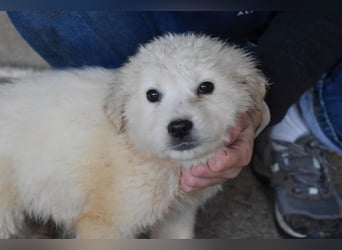 Cilwen - Weiß jemand, was aufpassen eigentlich heißt ?