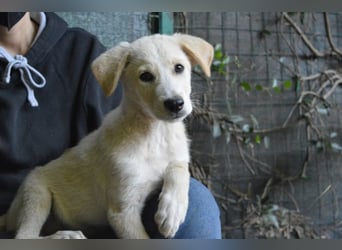 Admeto - Nur ein Wunsch: endlich nach Hause!