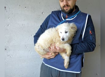 Clyro - SOS - Weiß jemand, was aufpassen eigentlich heißt ?