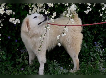 Garth - Kannst du machen, dass es nicht so lange dauert?