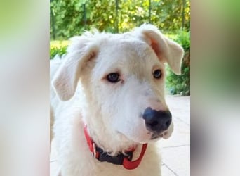 Bullo - Jede Menge tolle Dinge....