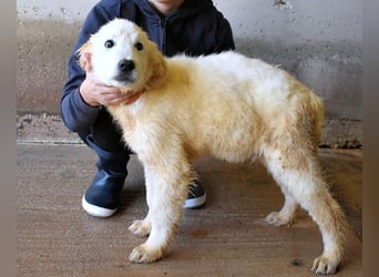 Clyro - SOS - Weiß jemand, was aufpassen eigentlich heißt ?