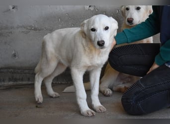 Roderico - Für diese traurige Geschicht...