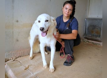 Habriel - weiß, es wird einmal ein Wunder gescheh'n