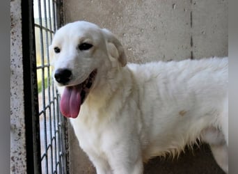 Habriel - weiß, es wird einmal ein Wunder gescheh'n