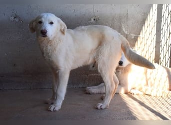 Rionel - Für diese traurige Geschicht...