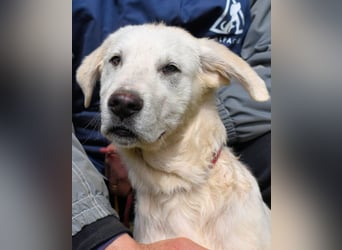 Hectorin - So kleine Herzen...