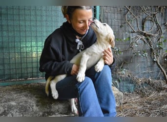 Admeto - Nur ein Wunsch: endlich nach Hause!