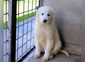 Cairox - SOS - Weiß jemand, was aufpassen eigentlich heißt?