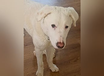 Boss - So viel Abenteuerliches...