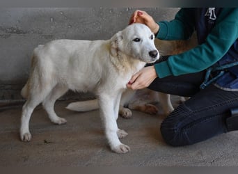 Roderico - Für diese traurige Geschicht...