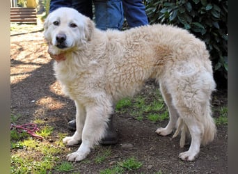 Fyona - Hell wie das Licht