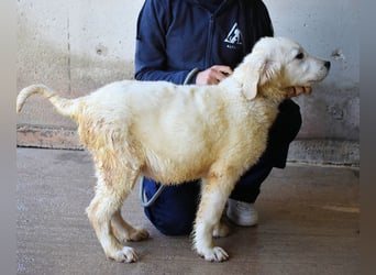 Cilwen - SOS - Weiß jemand, was aufpassen eigentlich heißt ?