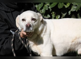 Talete - das Stehaufmännchen