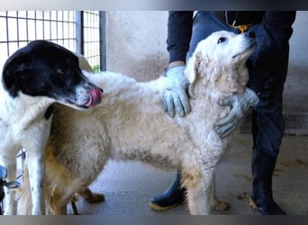 Imeria - Vielleicht bin ich dein leises Ja?