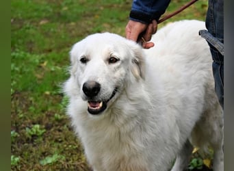 Ariotte - Weiße Schönheit liebt Menschen und sucht Dich!