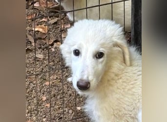 Calendula - Was noch nicht ist, kann immer noch werden!