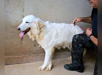 Harriette - weiß, es wird einmal ein Wunder gescheh'n