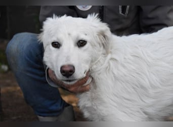 Saabira - So jung und so chancenlos ...