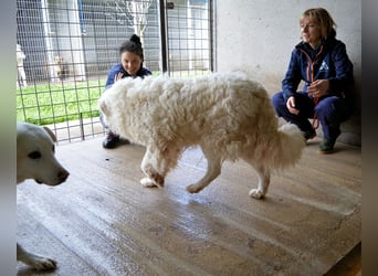 Volturno - Alles was es braucht, ist eine Chance