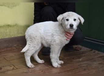 Harlan - So kleine Herzen...