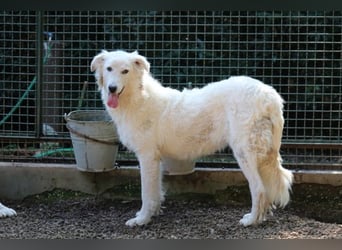 Alida - Unter dem Mantel der Verwahrlosung