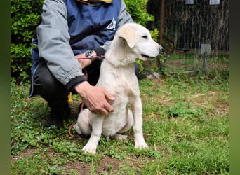 Hectorin - So kleine Herzen...