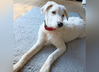 Bullo - Jede Menge tolle Dinge....