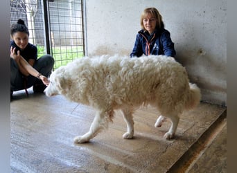 Volturno - Alles was es braucht, ist eine Chance