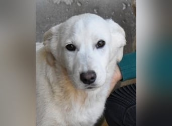 Roderico - Für diese traurige Geschicht...