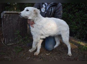 Sterling - So jung und so chancenlos ...