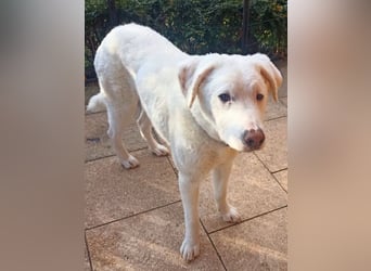 Boss - So viel Abenteuerliches...