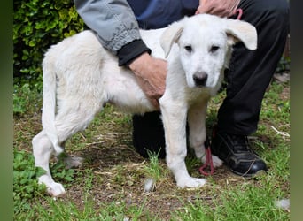 Hectorin - So kleine Herzen...