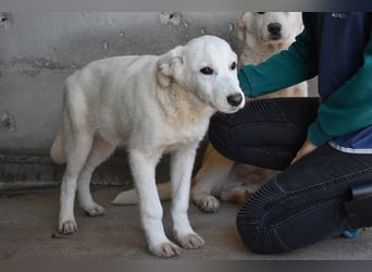 Roderico - Für diese traurige Geschicht...