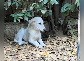 Cedro - Verständnis, Liebe & Geduld!