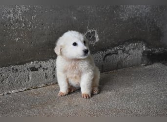 Cilwen - Weiß jemand, was aufpassen eigentlich heißt ?