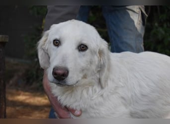 Sylvain - So jung und so chancenlos ...