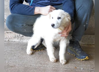 Calira - SOS - Weiß jemand, was aufpassen eigentlich heißt?