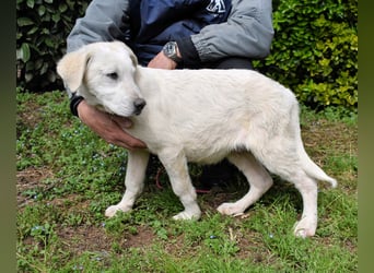 Hectorin - So kleine Herzen...