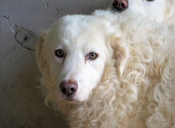 Volturno - Alles was es braucht, ist eine Chance