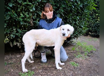 Talete - NOTFALL - Wenn man ehrlich ist