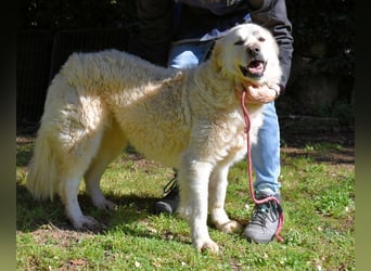 Fyona - Hell wie das Licht