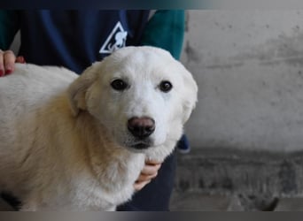 Rionel - Für diese traurige Geschicht...