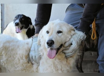 Imeria - Vielleicht bin ich dein leises Ja?