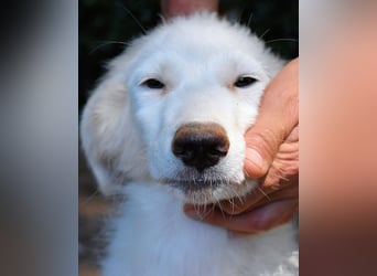 Kandie - Allein im Grau